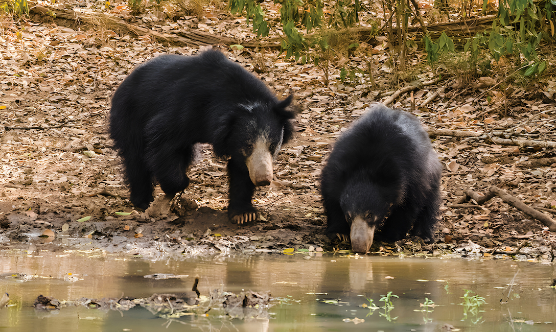 Yala National Park